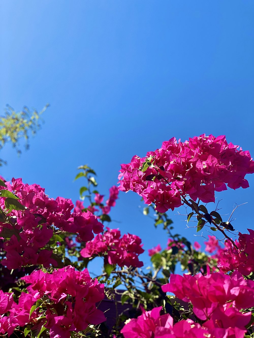 pink flowers under blue sky during daytime