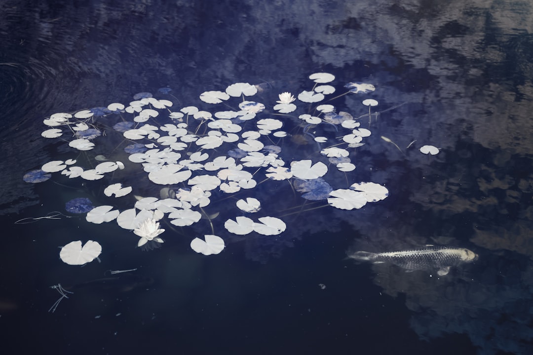 white and yellow flower petals on water