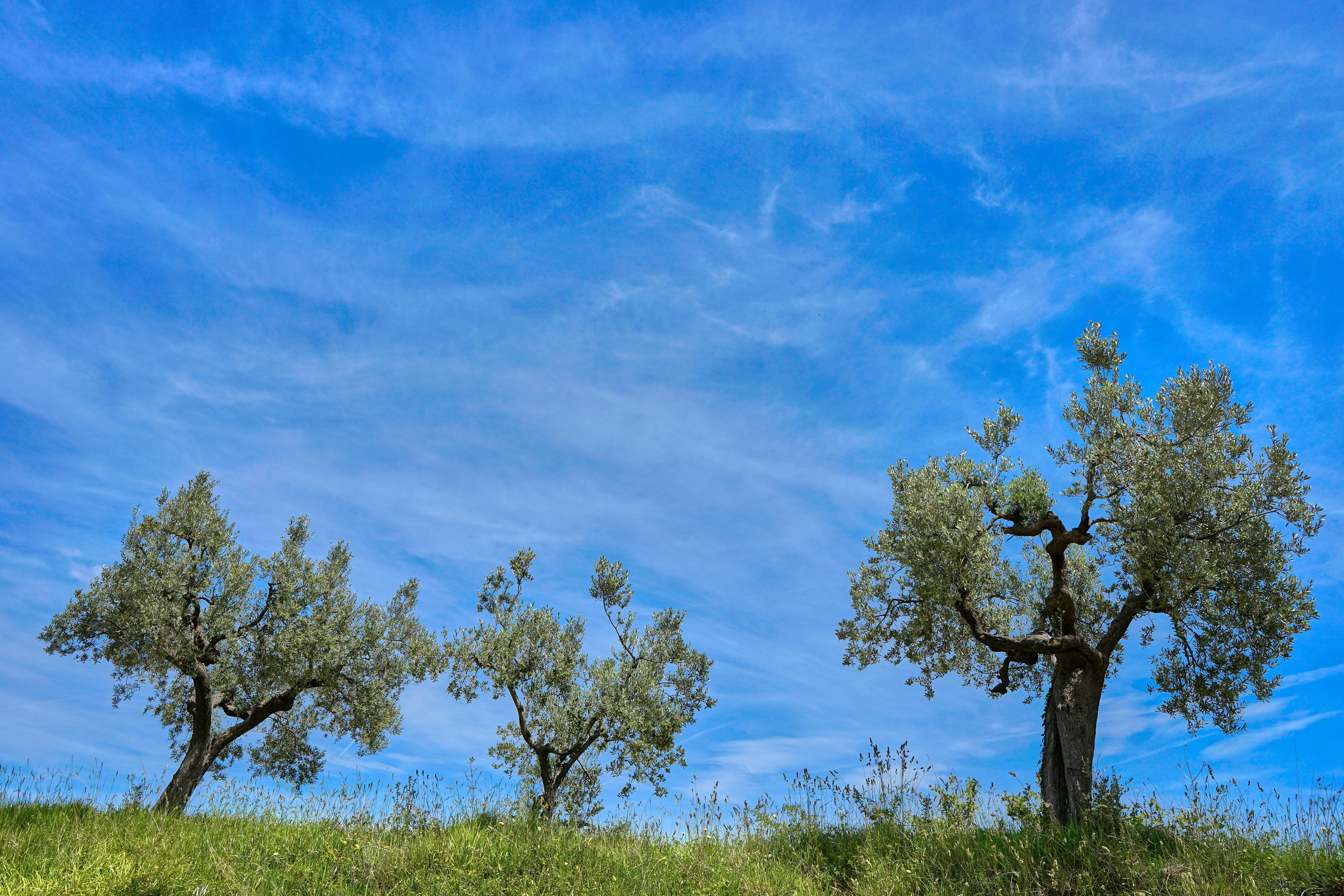 Photo by wolfgang_hasselmann