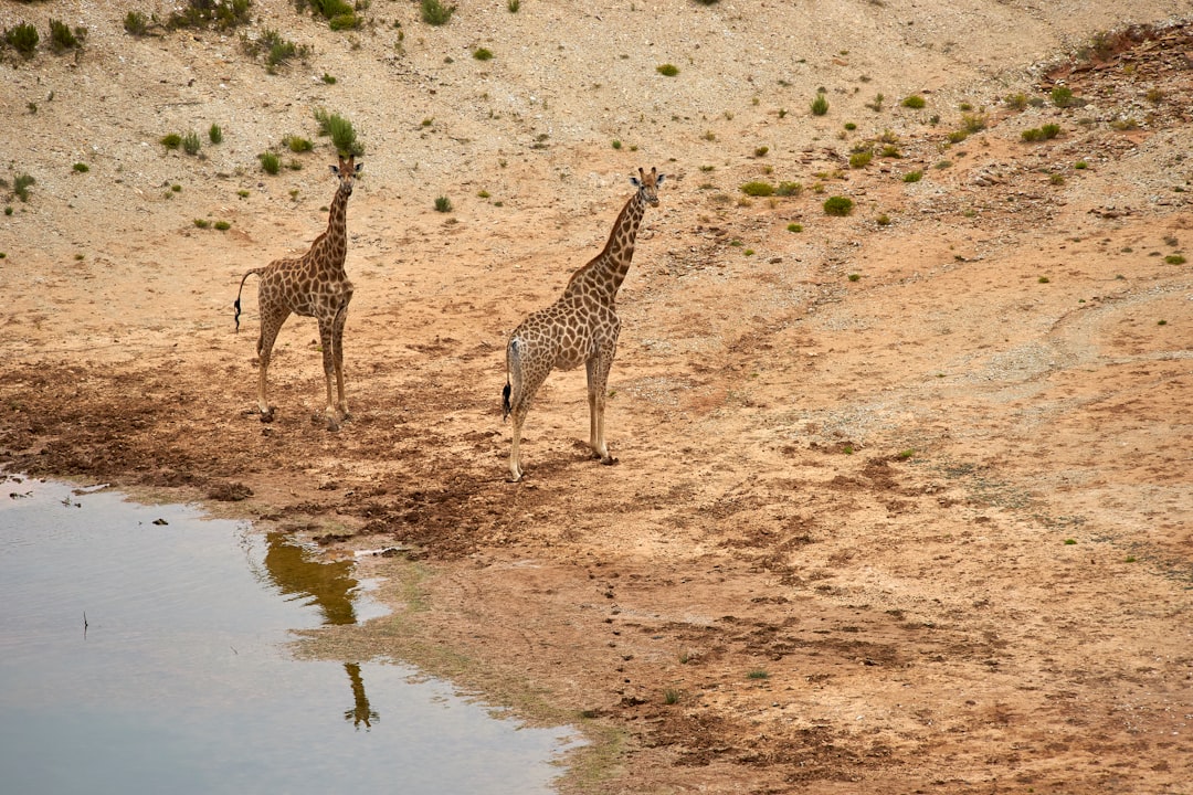 brown and black giraffe walking on brown field during daytime