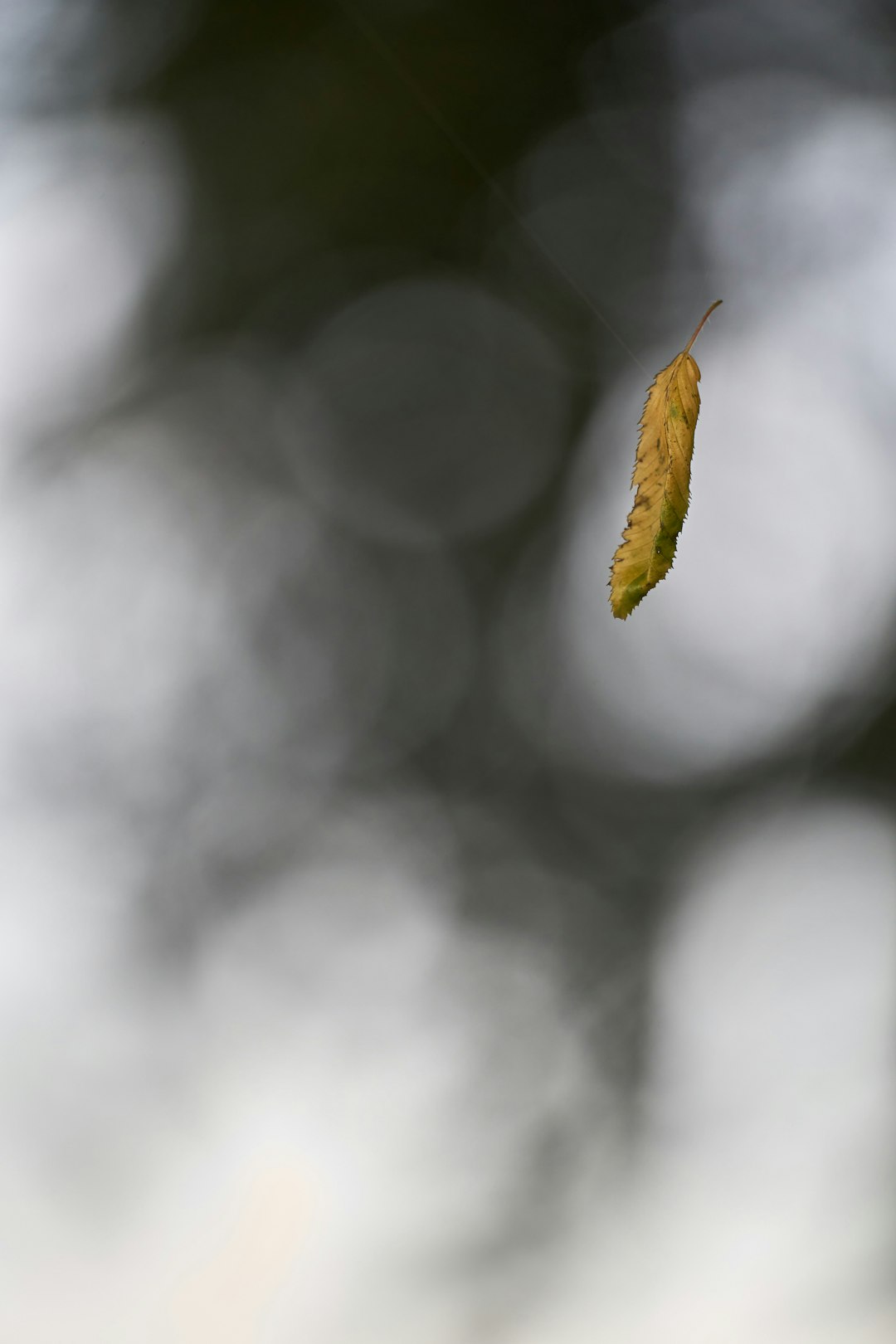 yellow leaf in tilt shift lens