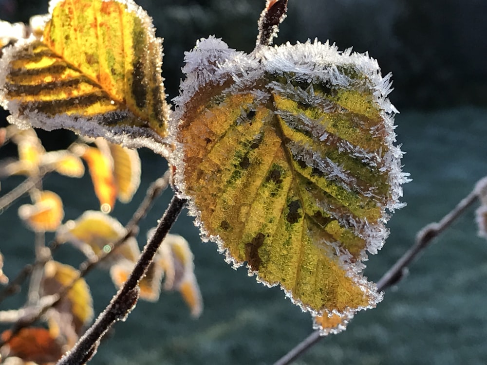 green and yellow leaf plant