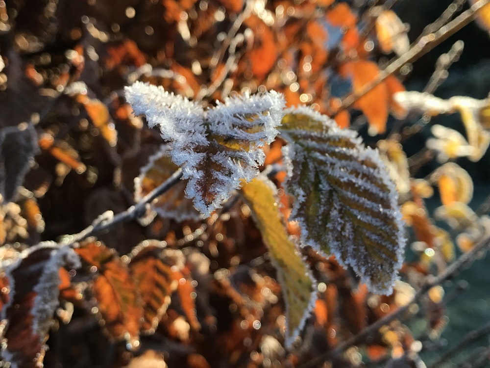 green and brown leaves with snow