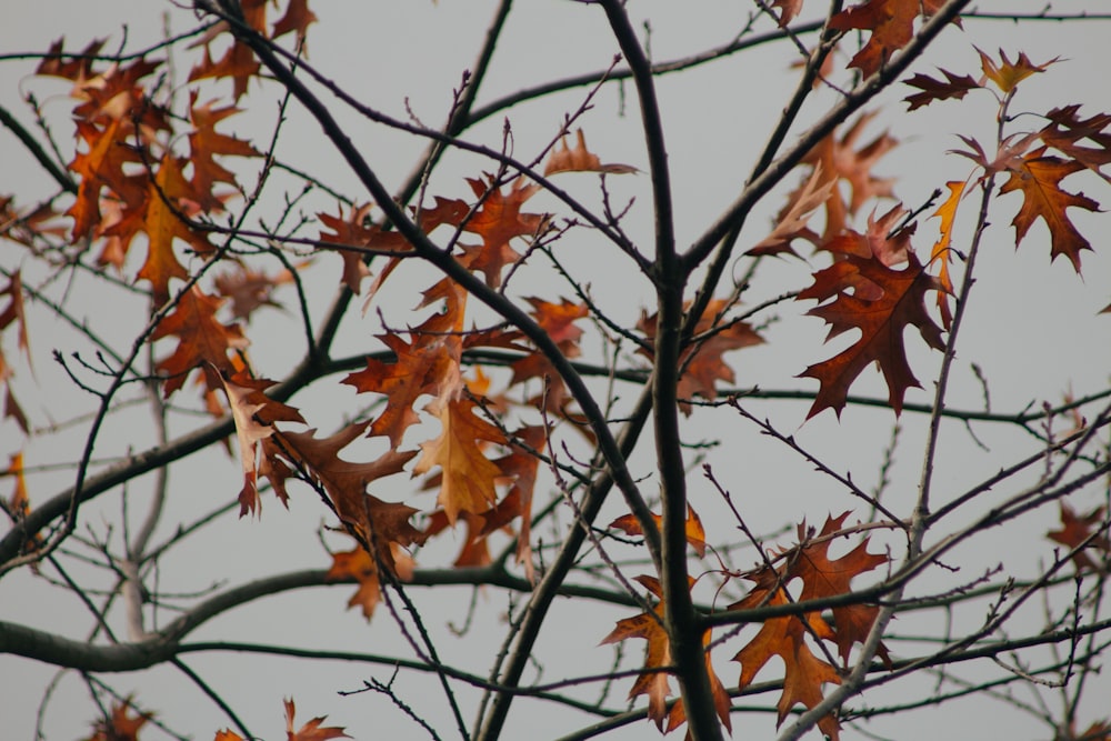 orange leaves on tree branch