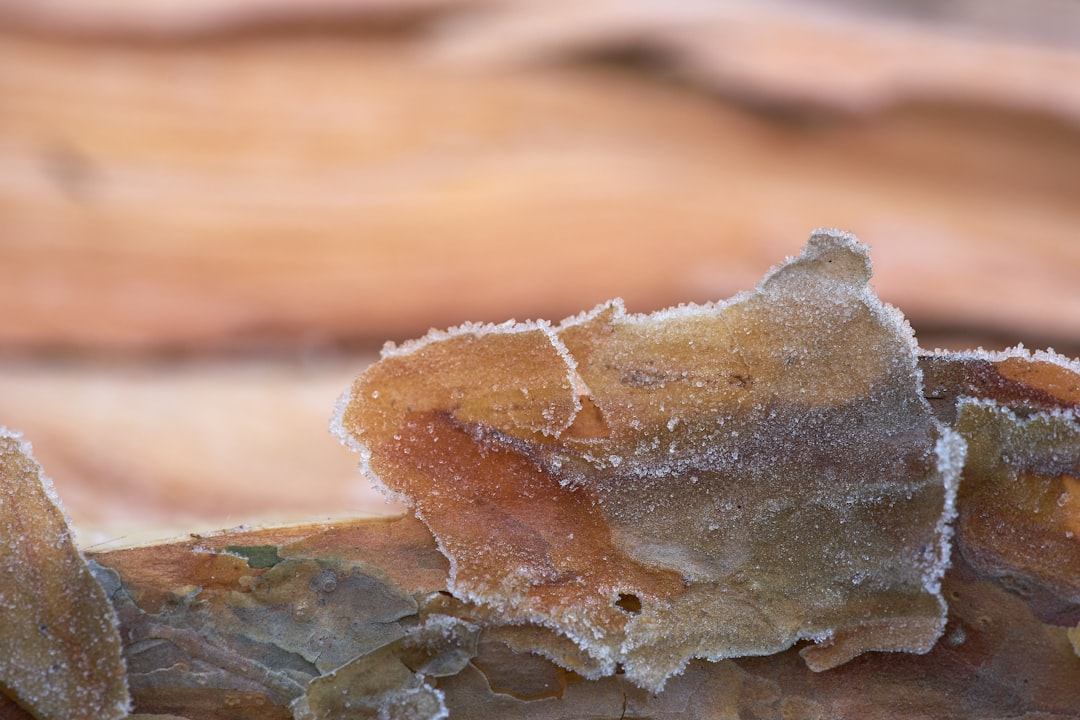 brown and gray rock fragment