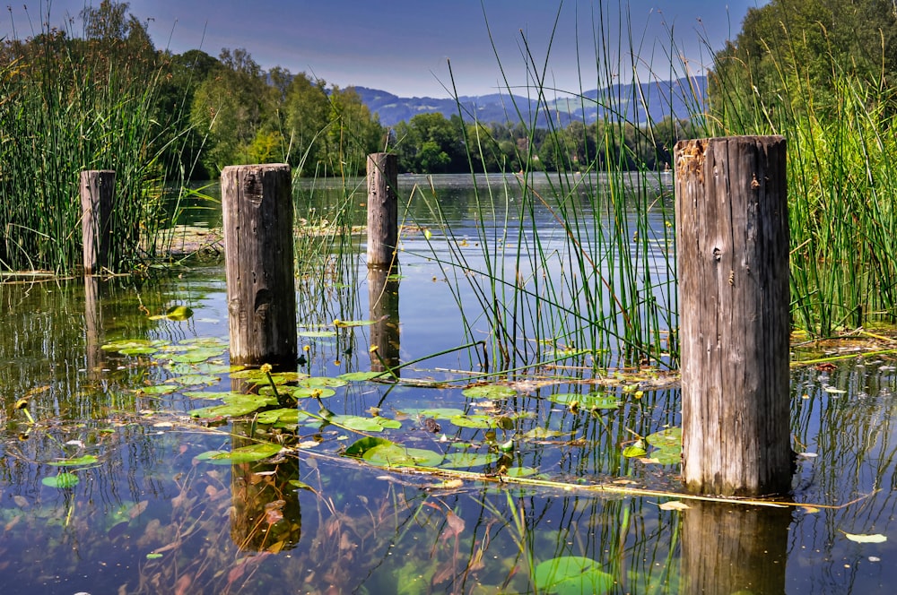 brown wooden fence on water