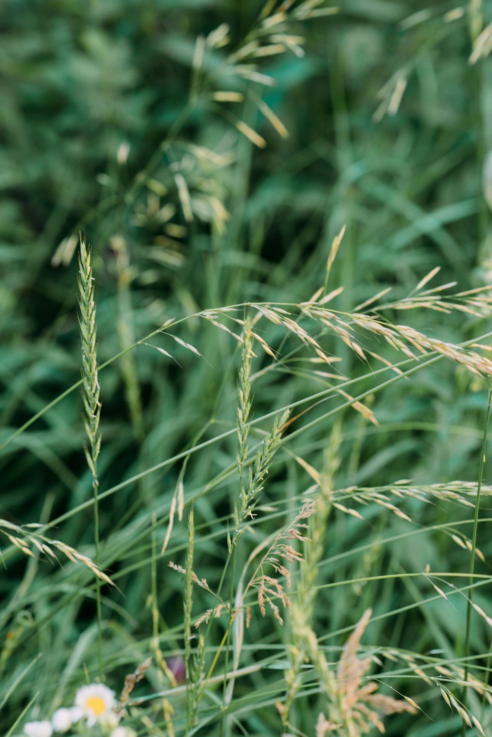 green grass in close up photography