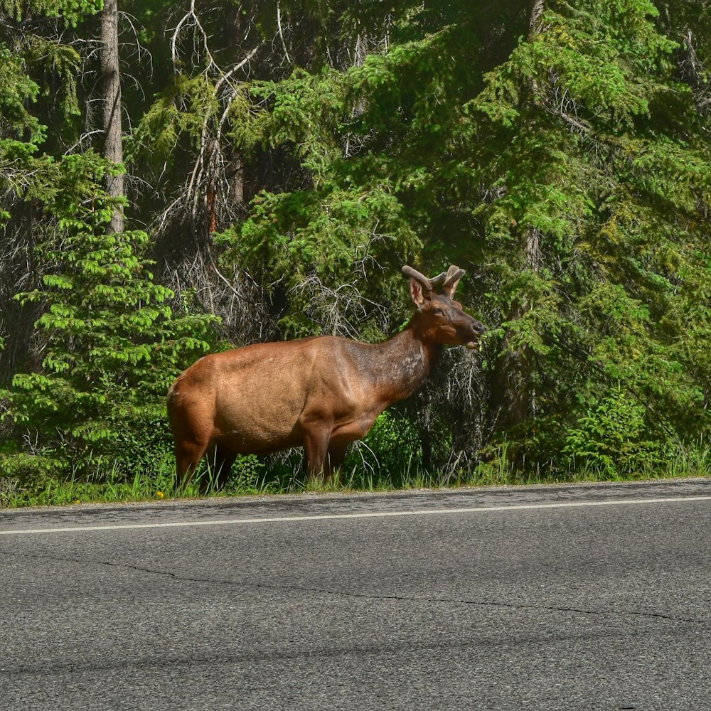 brown moose on gray asphalt road during daytime