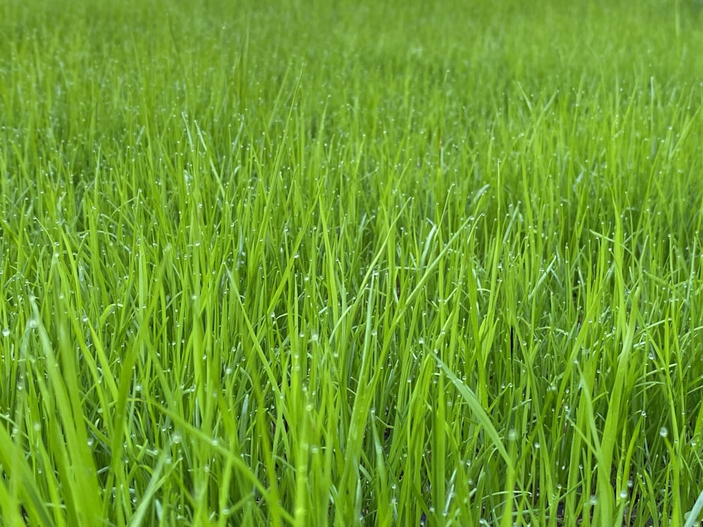 campo di erba verde durante il giorno