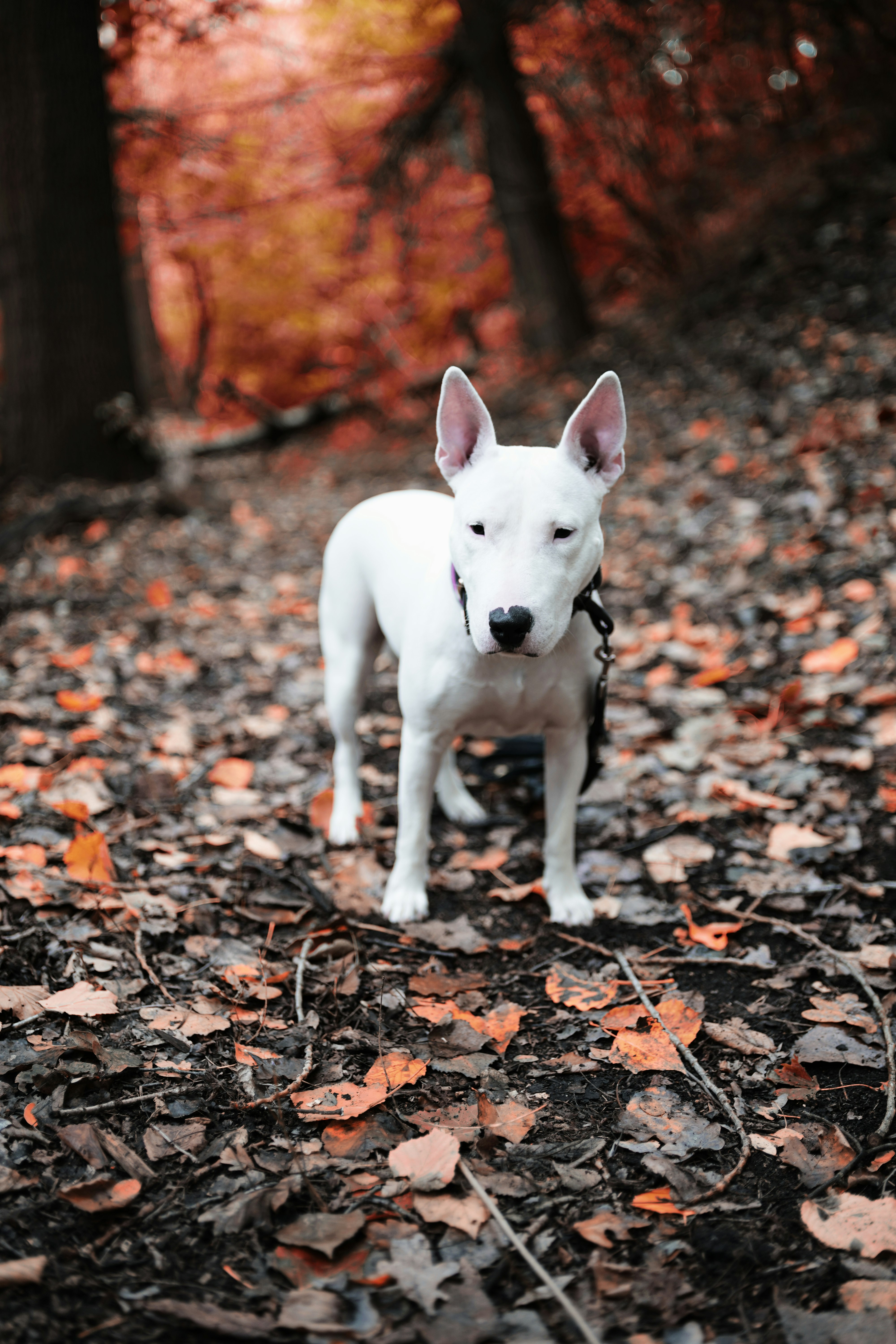 white short coat small dog on brown leaves