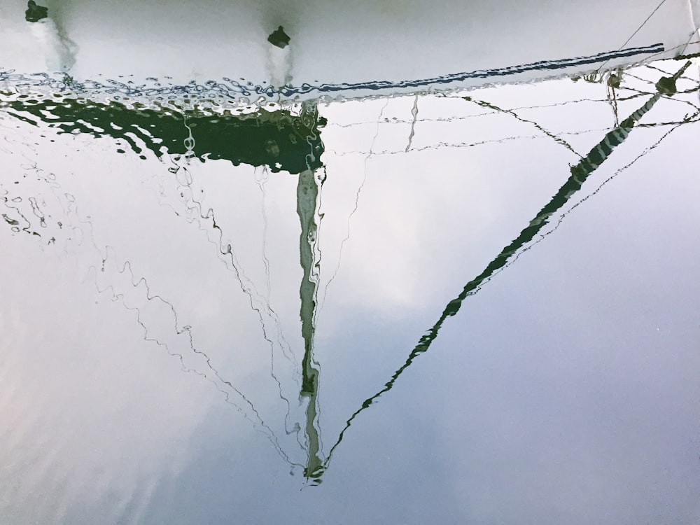 green plant with water droplets