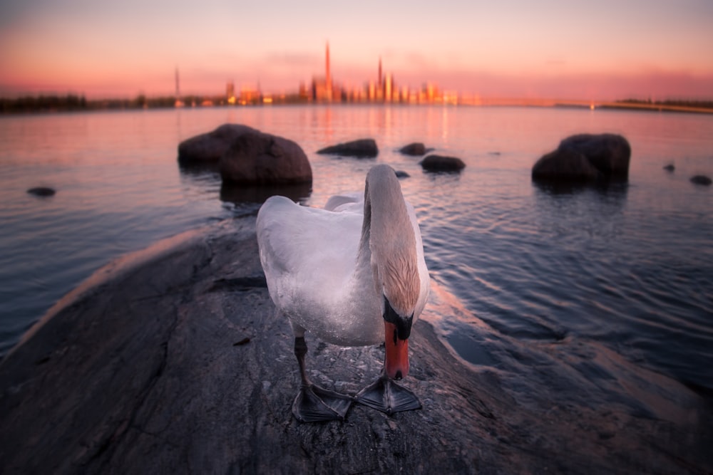 Cisne blanco en el cuerpo de agua durante la puesta del sol