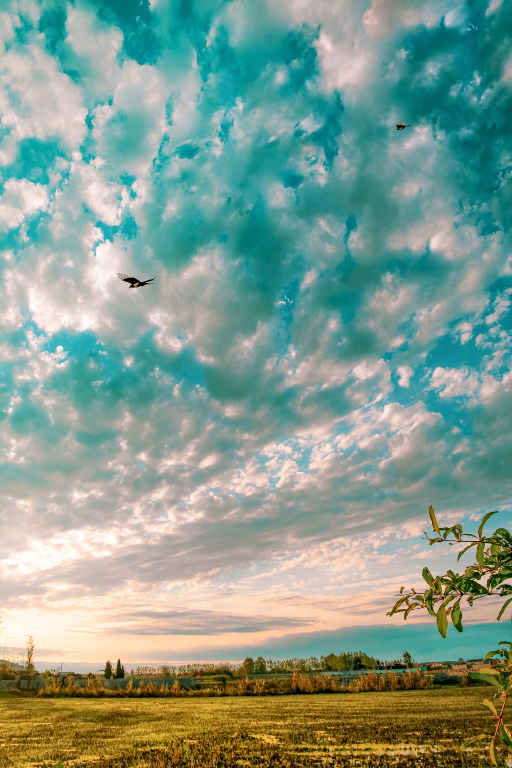 Schwarzer Vogel fliegt tagsüber über grüne Pflanzen unter blauem und weißem, bewölktem Himmel