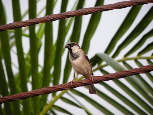 brown and black bird on brown tree branch in Birgunj Nepal