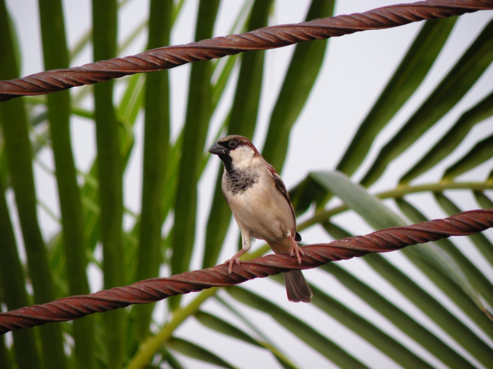 brown and black bird on brown tree branch