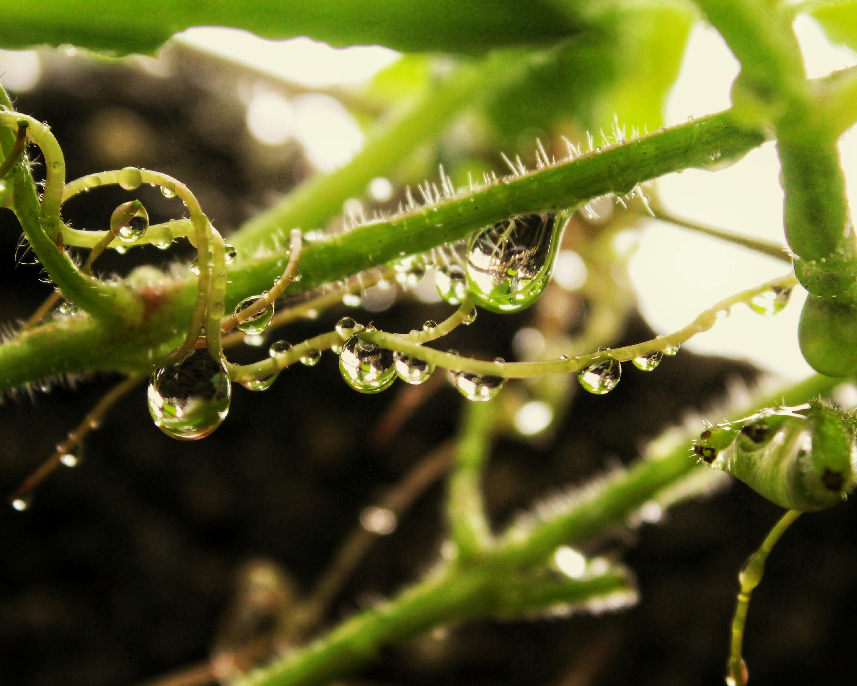 Troubleshooting germination problems