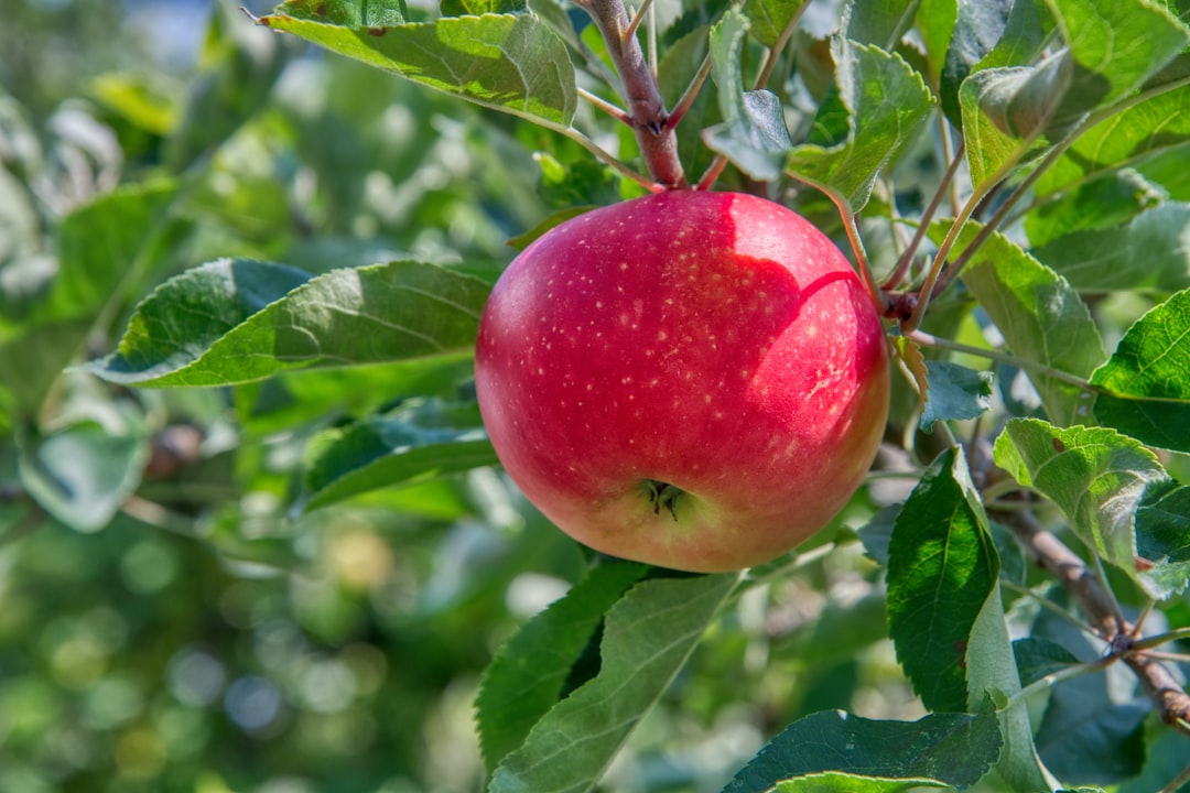 red apple on the tree - how many servings of fruit you should be eating each day