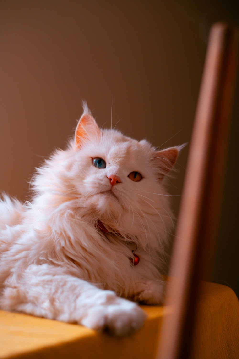 white cat on brown wooden frame