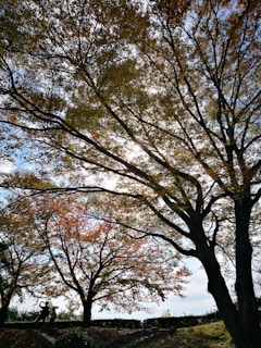 A tree expert gently inspecting the canopy of a tall, leafy tree on a sunny day.