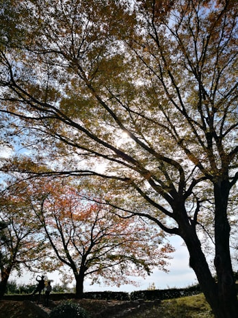 A tree expert gently inspecting the canopy of a tall, leafy tree on a sunny day.
