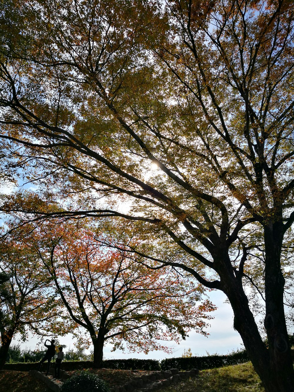 Arbres bruns et verts sous le ciel bleu pendant la journée