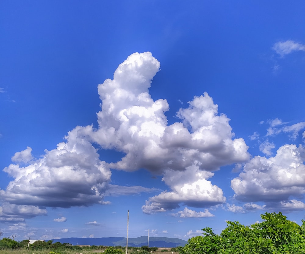 green trees under blue sky and white clouds during daytime