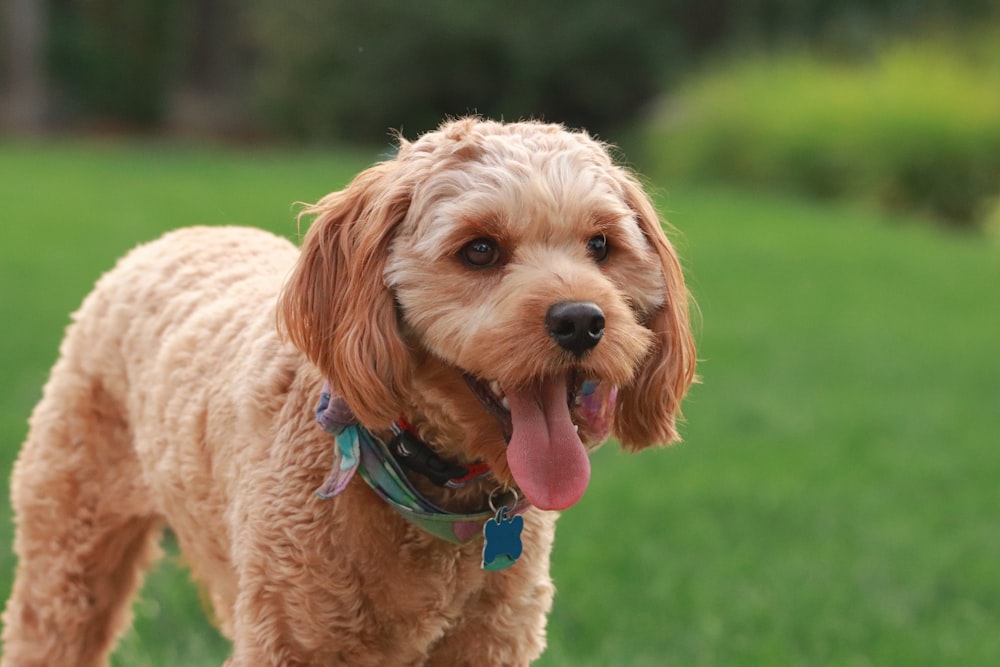 brown long coated small dog with blue collar