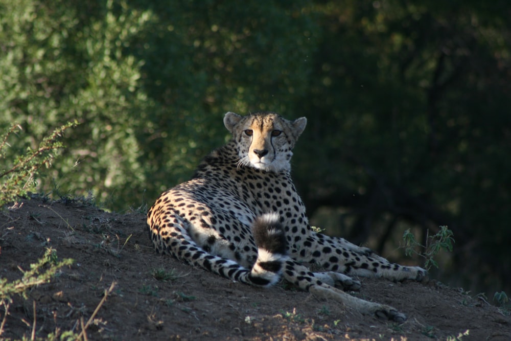 a cheetah sitting on a hill in the sun