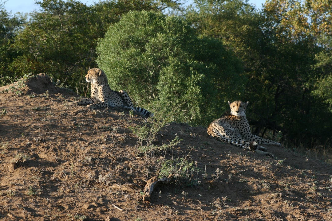 leopard lying on ground near green trees during daytime