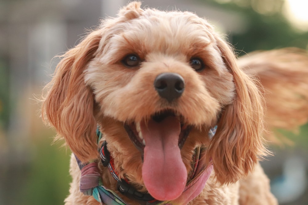 Perro pequeño de pelo largo marrón