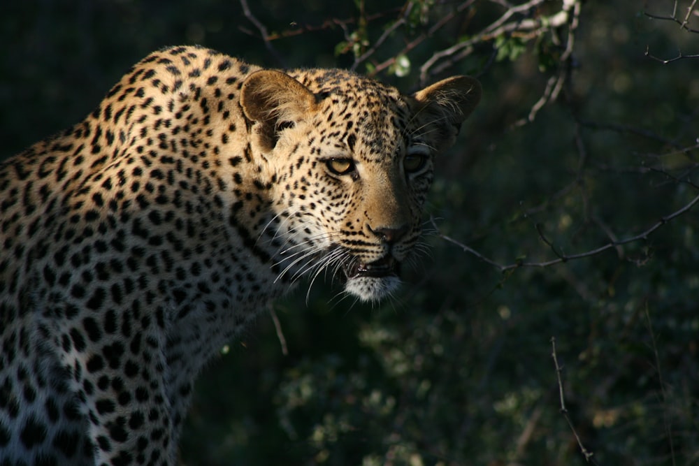 leopard in close up photography