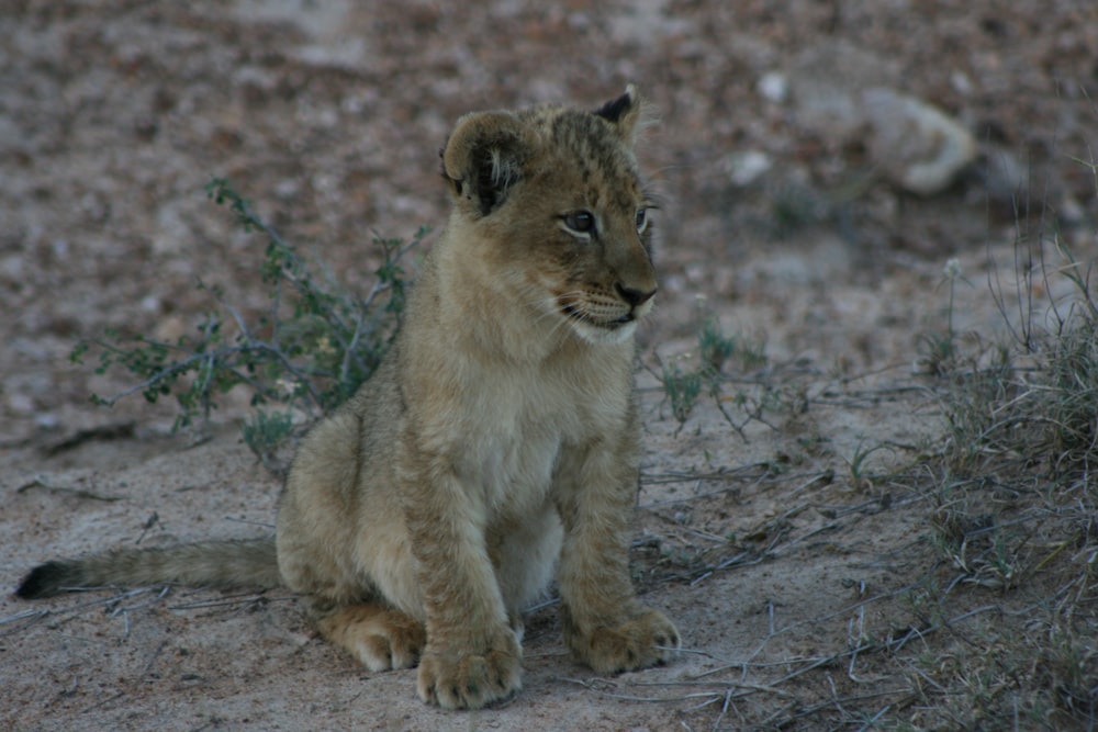 brown and black tiger cub on brown ground