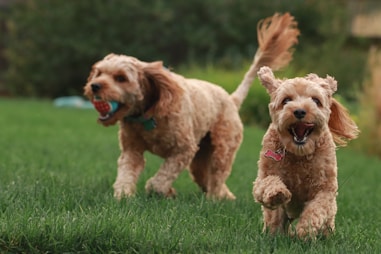 "Two happy dogs playing freely on a clean, sanitary lawn thanks to Poof's reliable pet waste removal