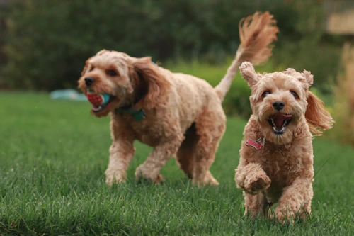 Due cani corrono felici al parco