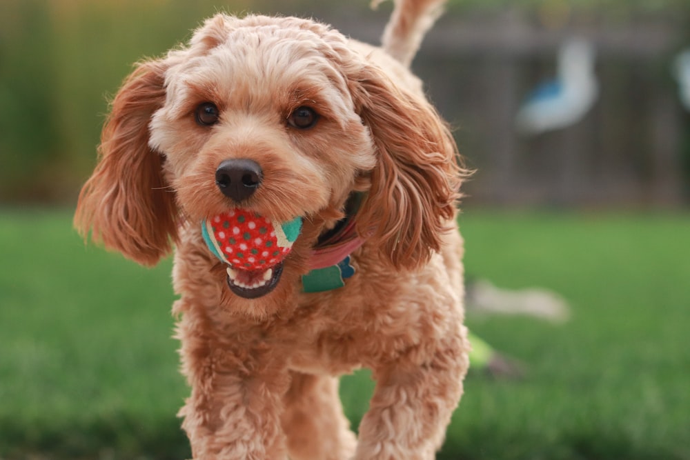 brown long coated small dog