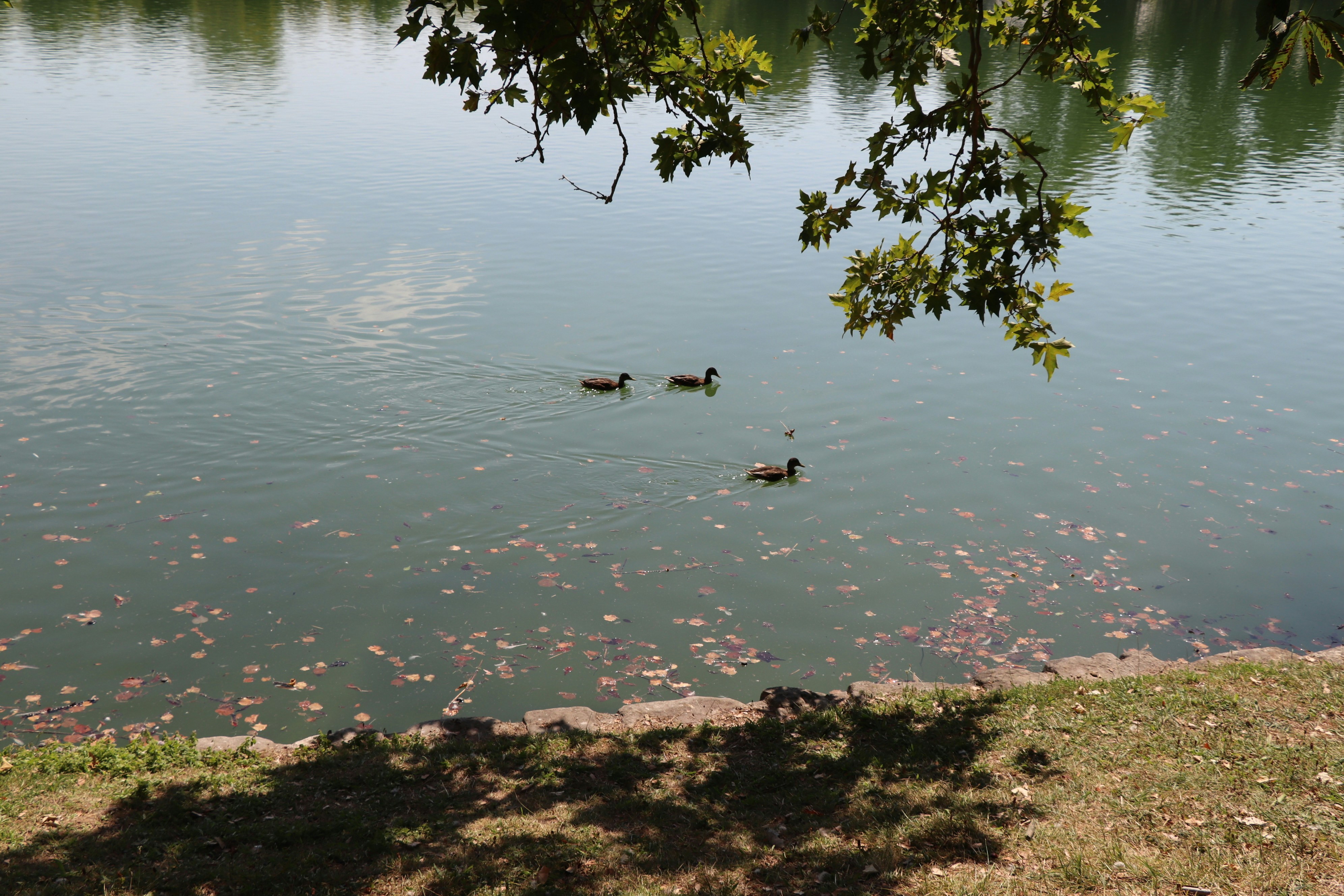 deux canards sur l’eau pendant la journée