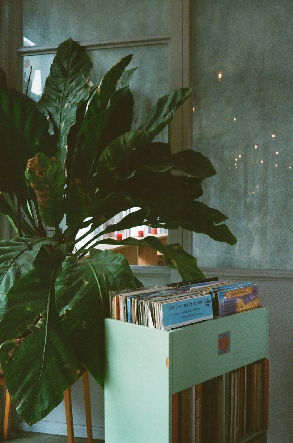 green indoor plant beside white box