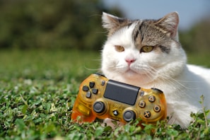 orange and white cat on green grass field