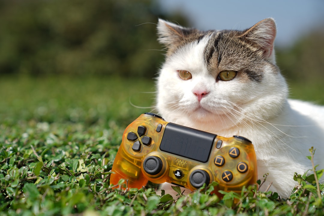orange and white cat on green grass field, MY CAT!?^^