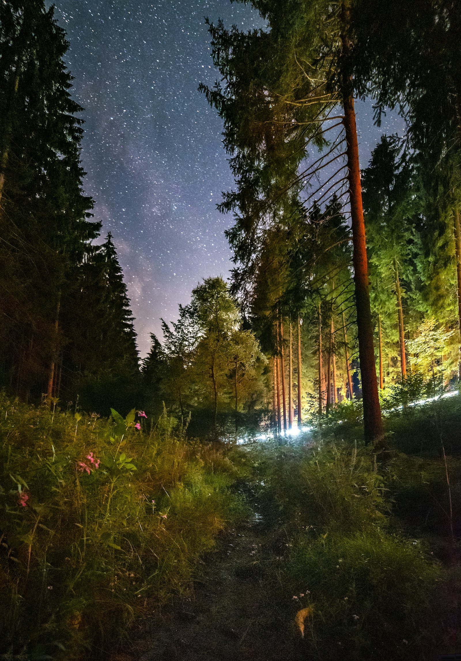 Nikon D750 + Samyang 14mm F2.8 ED AS IF UMC sample photo. Green trees and grass photography