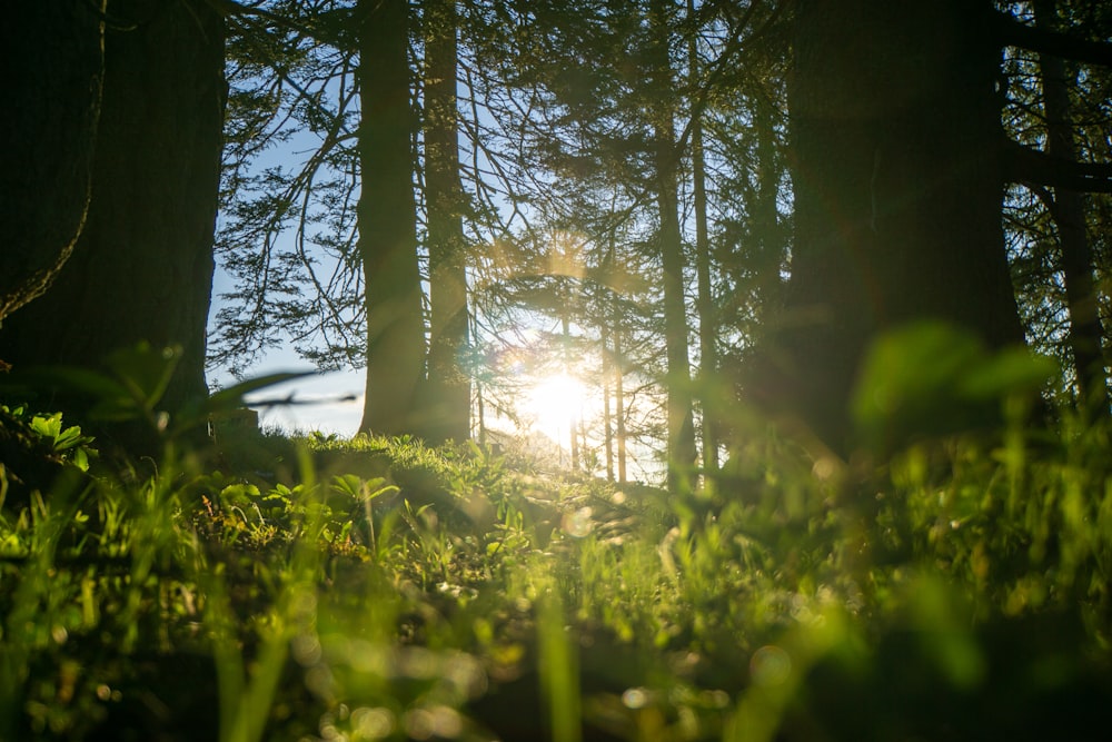 green grass and trees during daytime