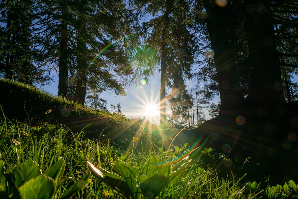 green grass and trees during daytime