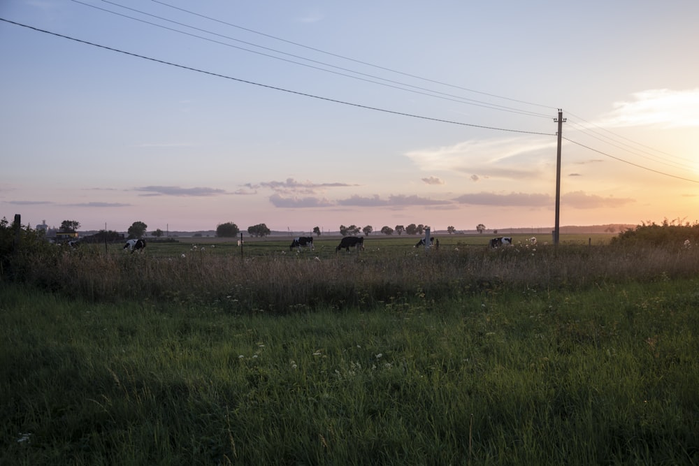 Grünes Grasfeld unter blauem Himmel tagsüber