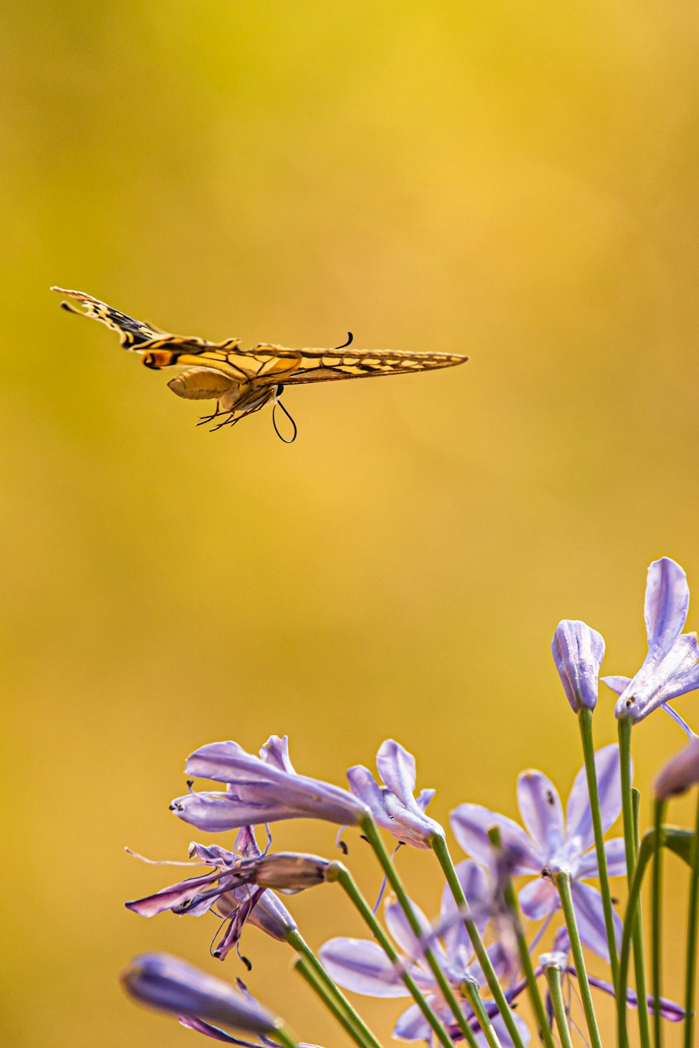 libélula marrom e preta empoleirada na flor roxa em fotografia de perto durante o dia