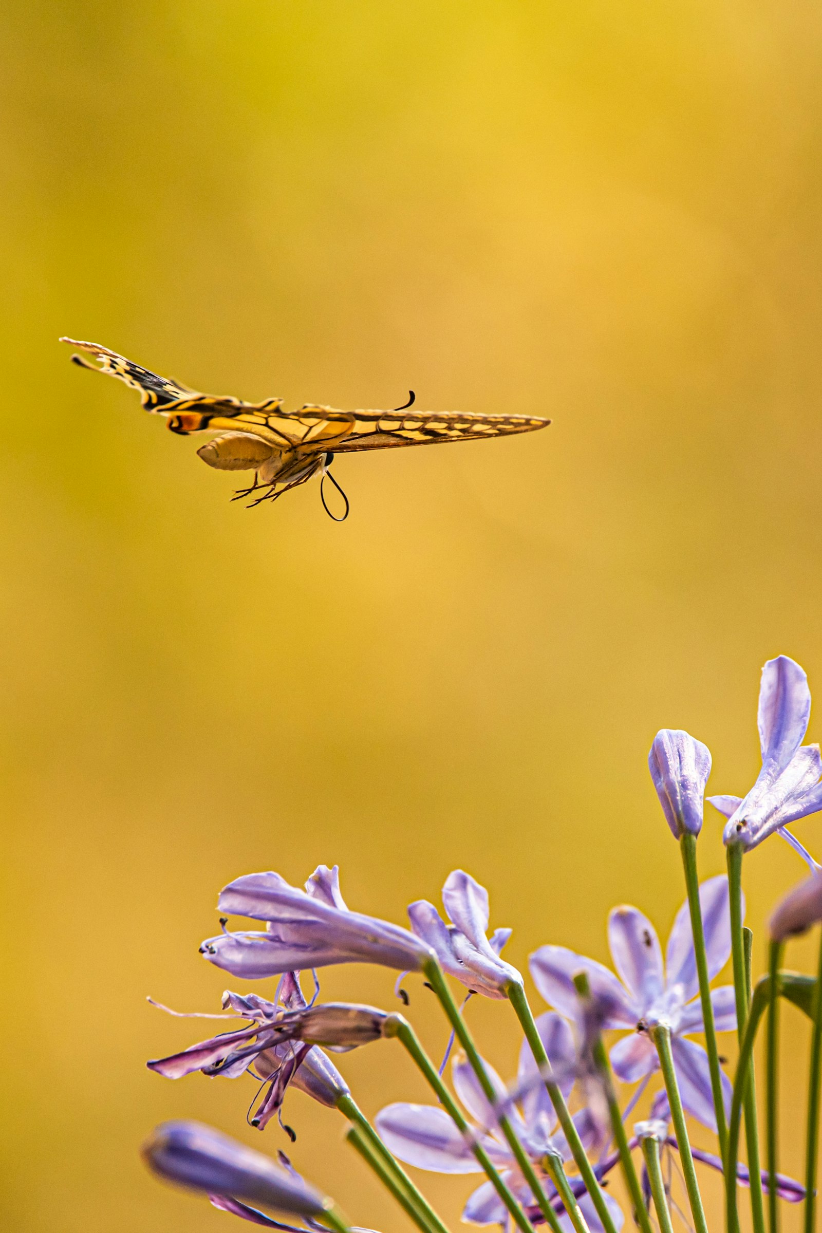 Sigma 150-600mm F5-6.3 DG OS HSM | C sample photo. Brown and black dragonfly photography