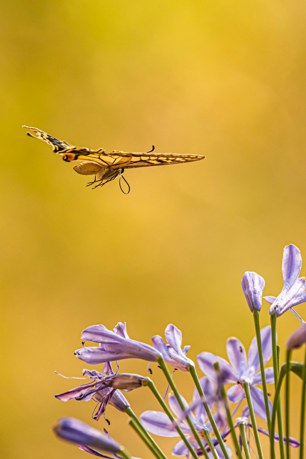 brown and black dragonfly perched on purple flower in close up photography during daytime