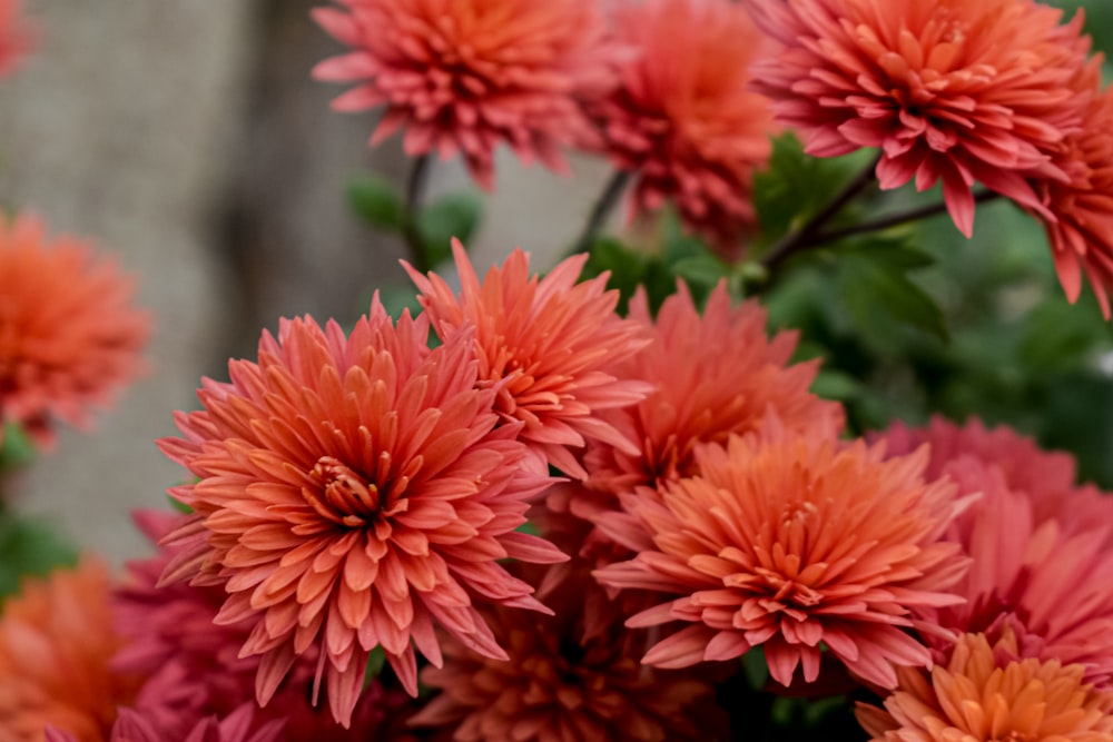 red flowers in tilt shift lens