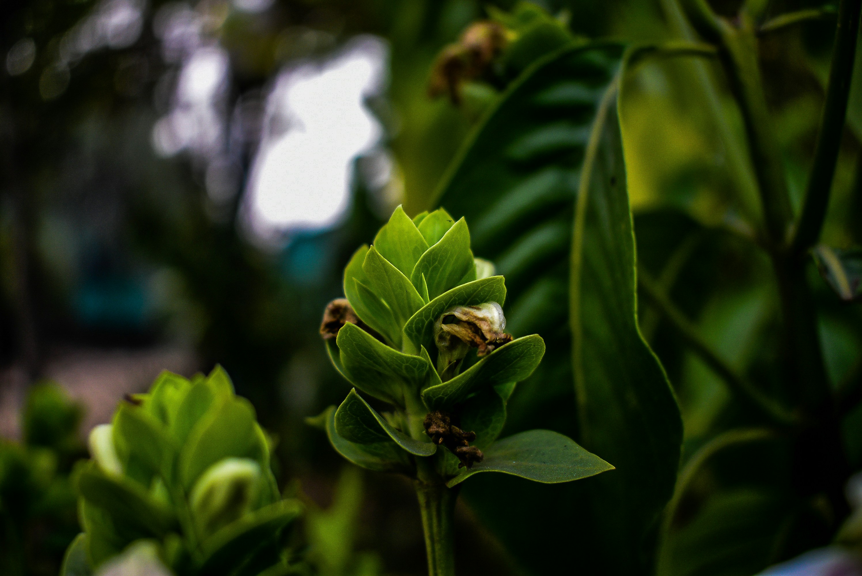 green plant in tilt shift lens