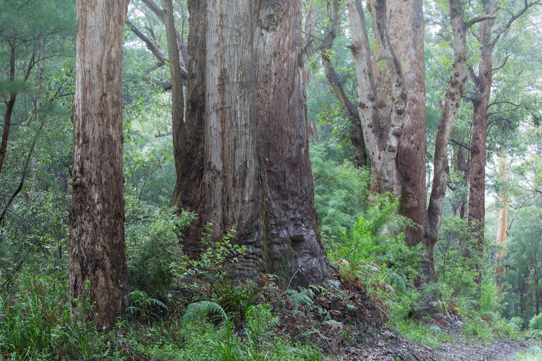 travelers stories about Forest in Walpole-Nornalup National Park, Australia