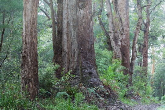 brown tree trunk on green grass field in Walpole-Nornalup National Park Australia